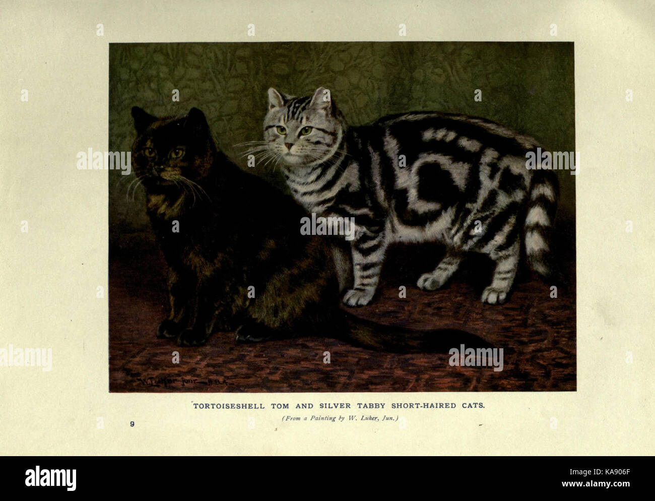 The book of the cat (Plate 9) (6263033983) Stock Photo