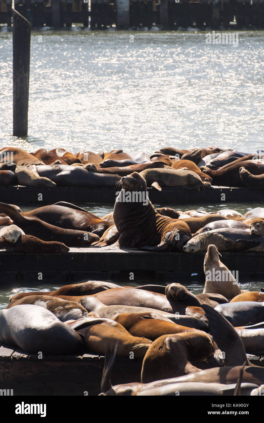 California sea lions at Pier 39 in San Francisco, California, USA Stock Photo