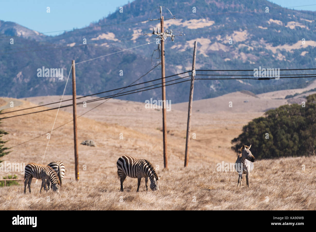 A herd of zebras roaming the grounds of Hearst Castle in San Simeon on the Pacific Coast Highway, California Stock Photo