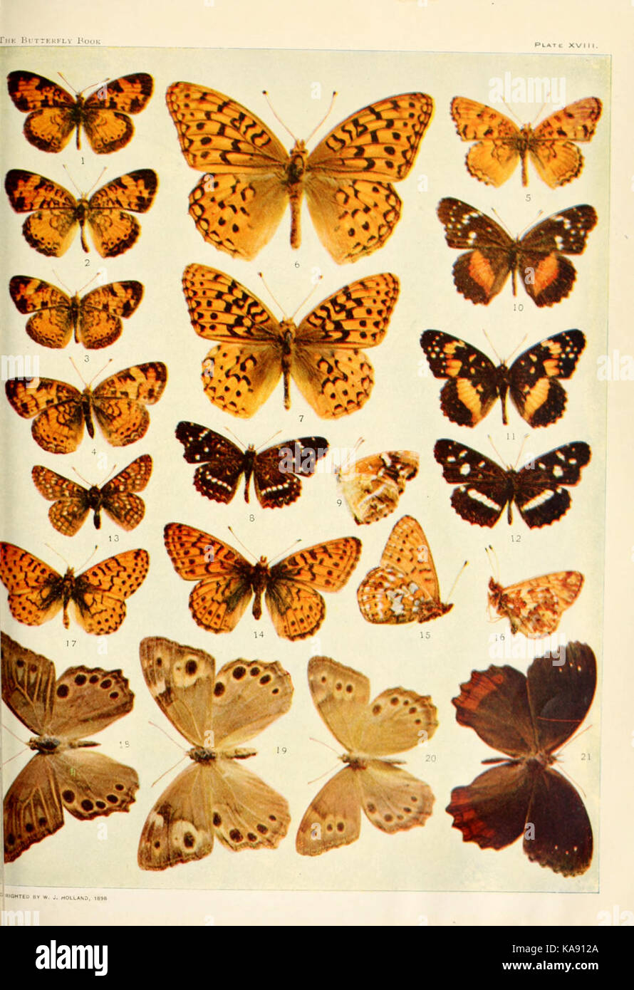 Butterfly visual data 4