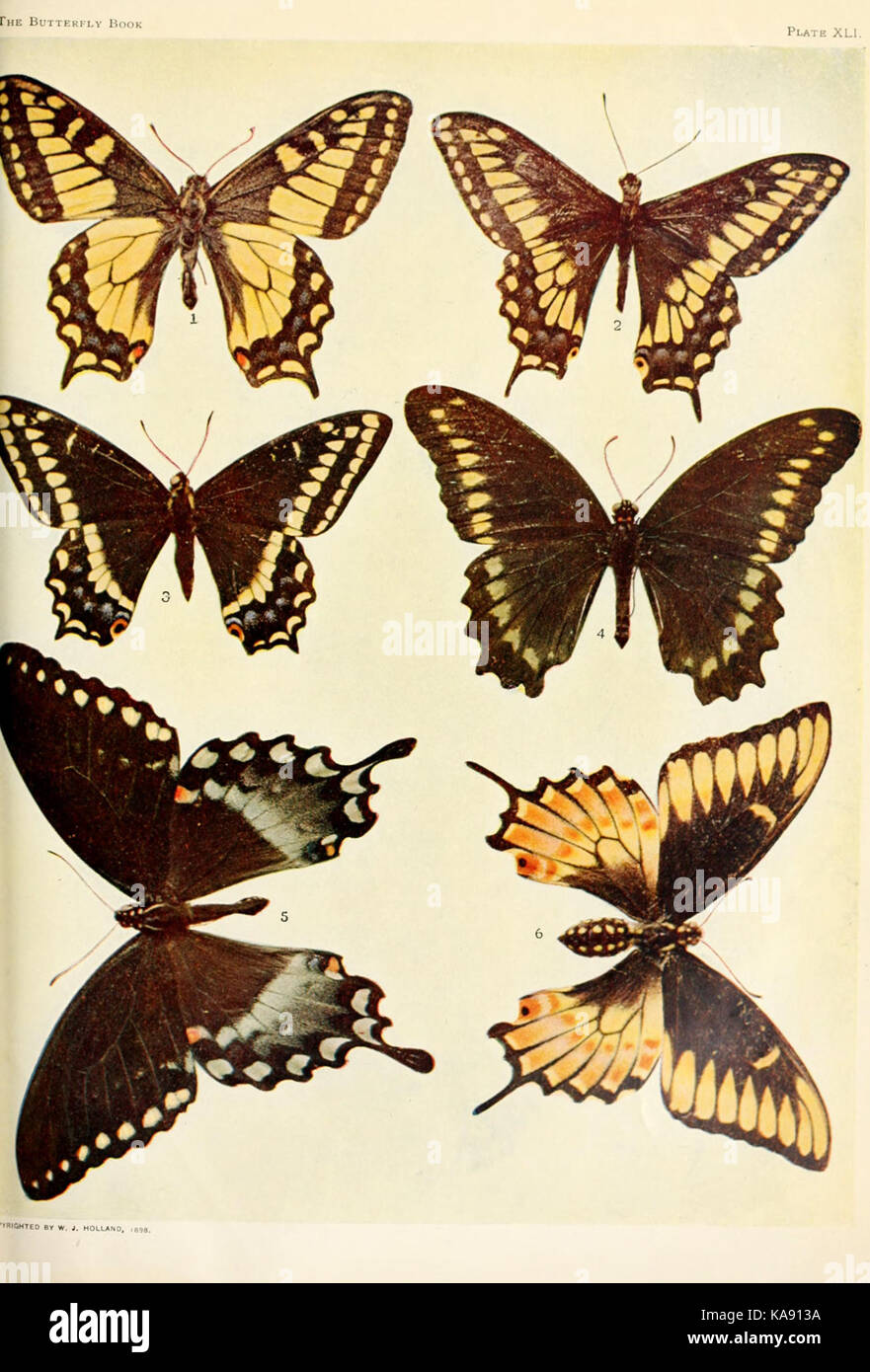 Butterfly visual data 2