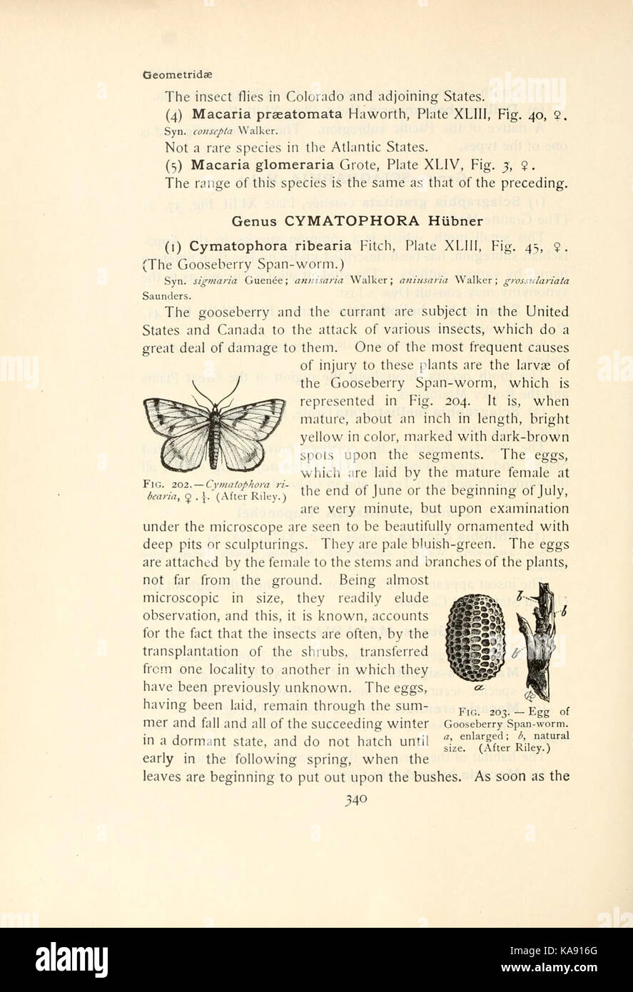 Butterfly visual data 4