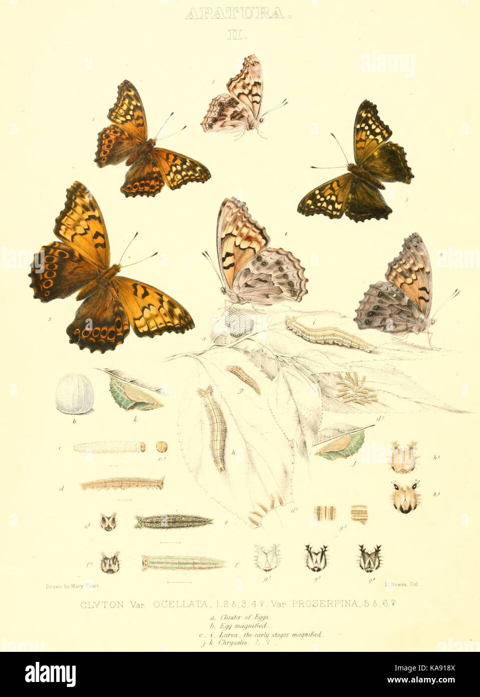 This illustration from 'The Butterflies of North America' features the ...