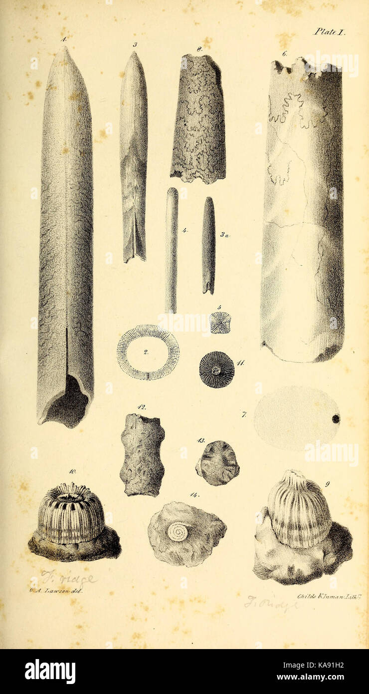 Synopsis of the organic remains of the Cretaceous group of the United