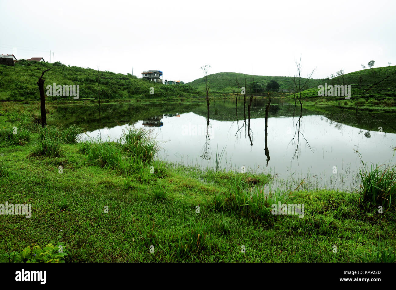 nature purity grass on the river bank Stock Photo - Alamy