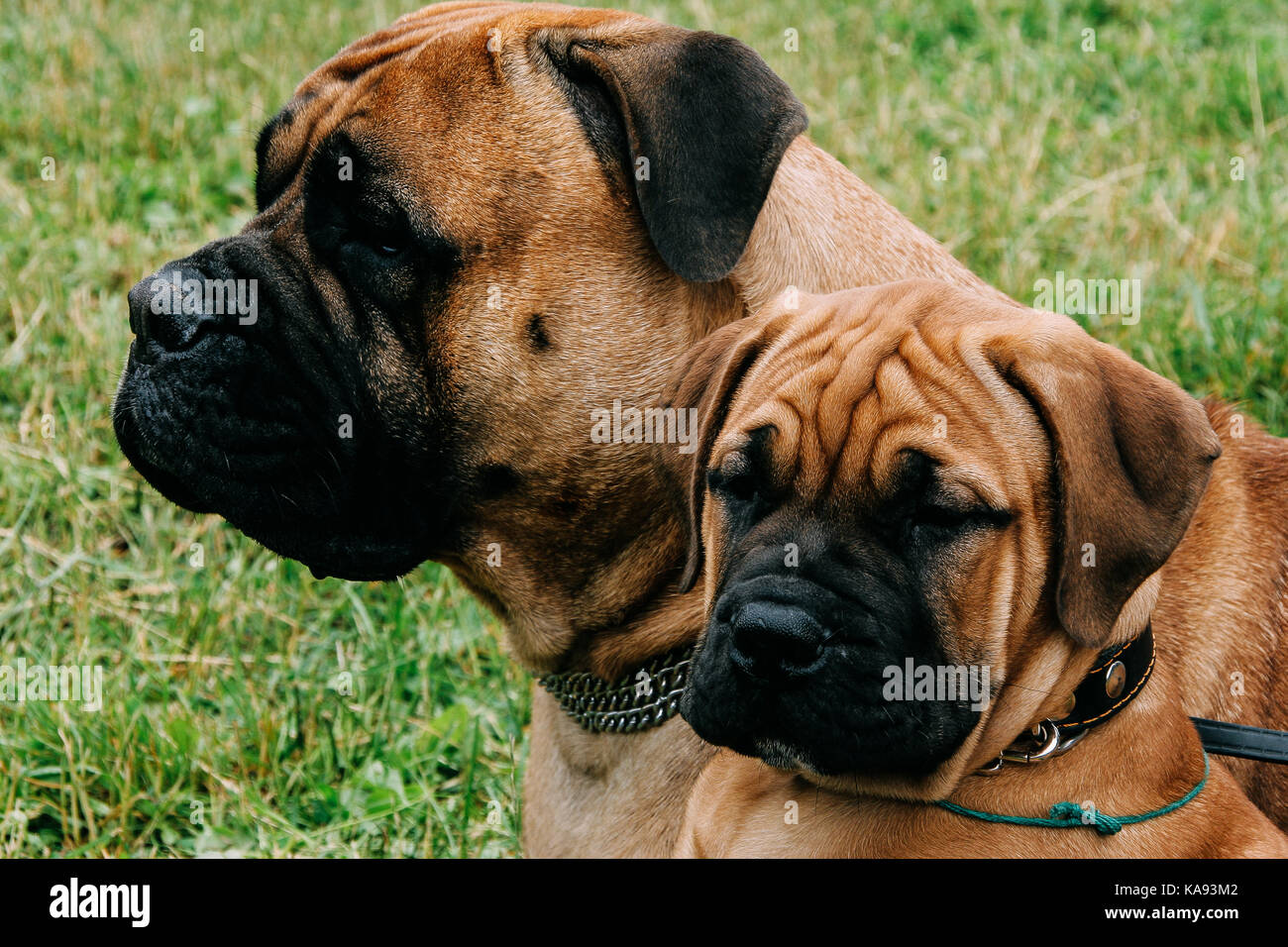 Bullmastiff dog and puppy in green summer grass Stock Photo