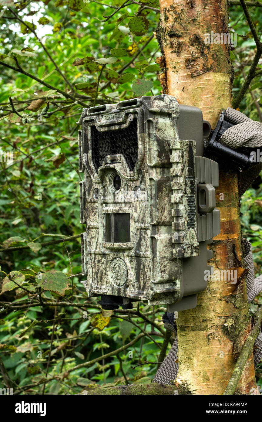 These cameras are used worldwide to record wildlife, they work day and