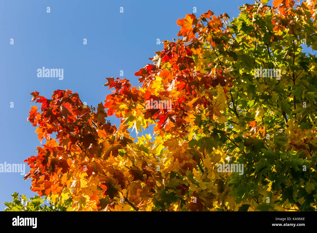 Beautiful, colorful autumn leaves in park. Vivid color of a fall trees. Beautiful autumn scenery. Stock Photo