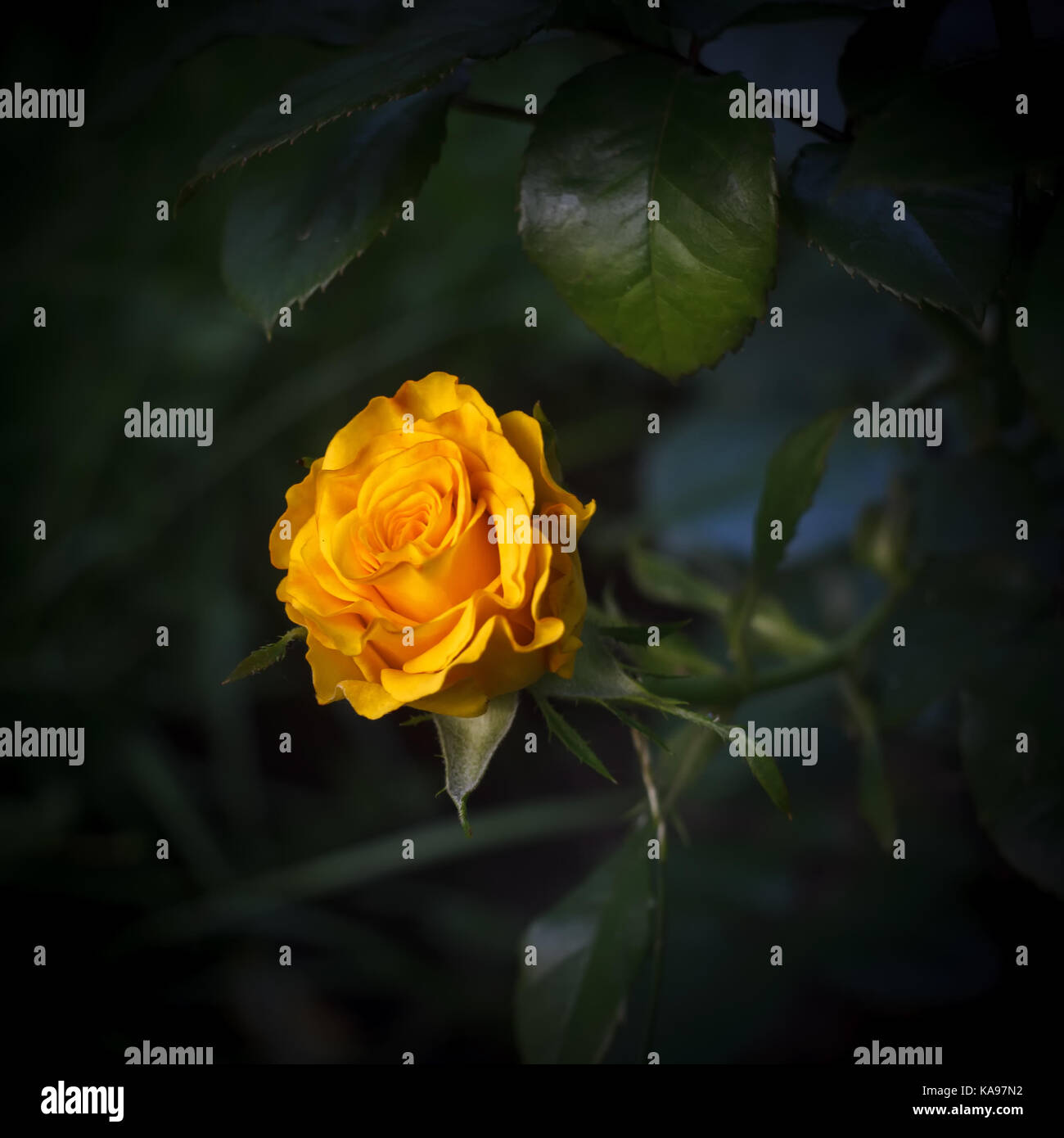 Beautiful yellow rose on a dark natural background Stock Photo - Alamy
