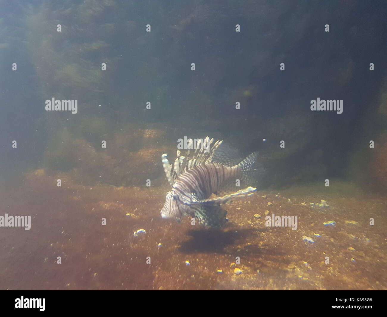 Fish in zoo Stock Photo - Alamy