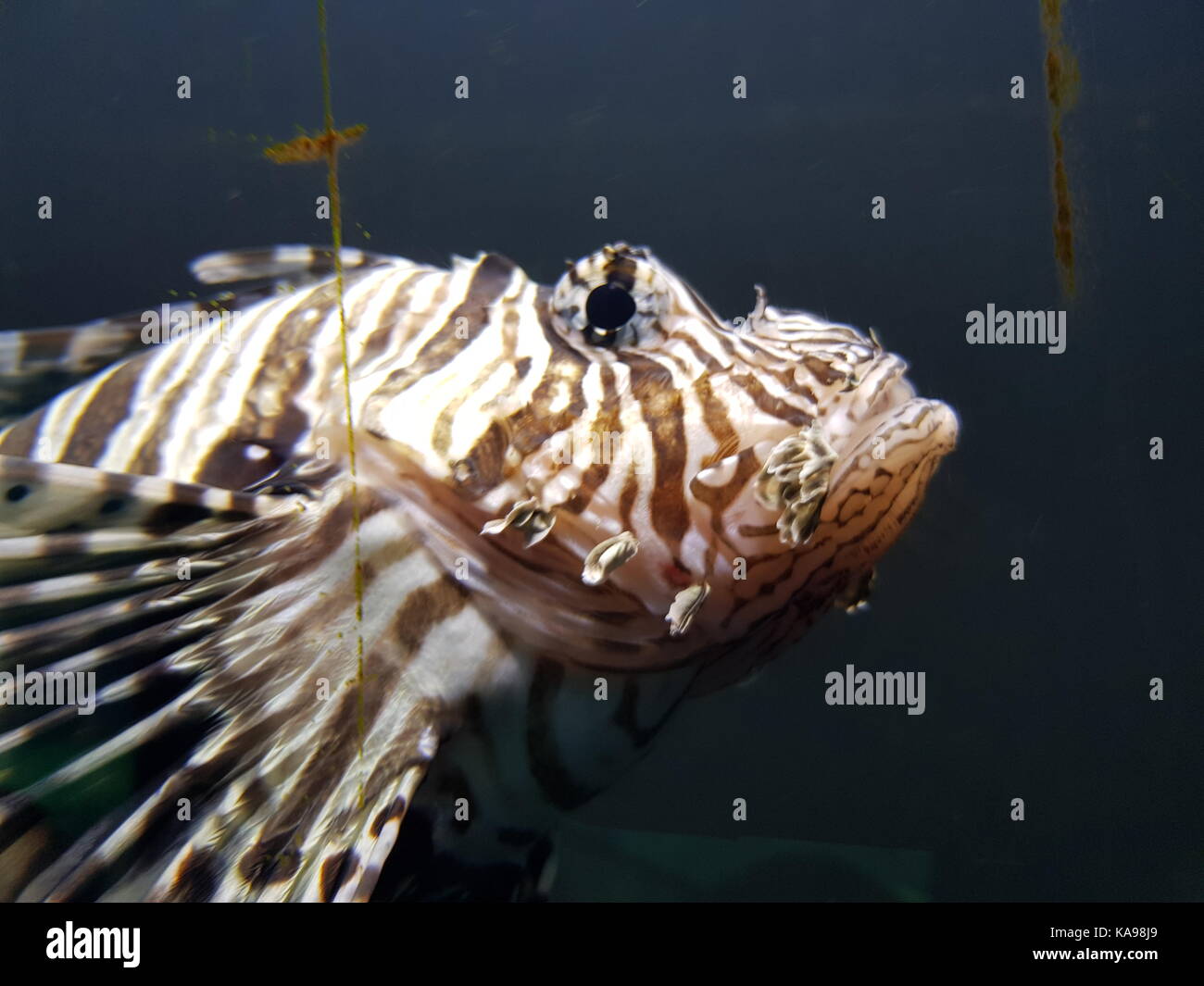 Fish in zoo Stock Photo - Alamy