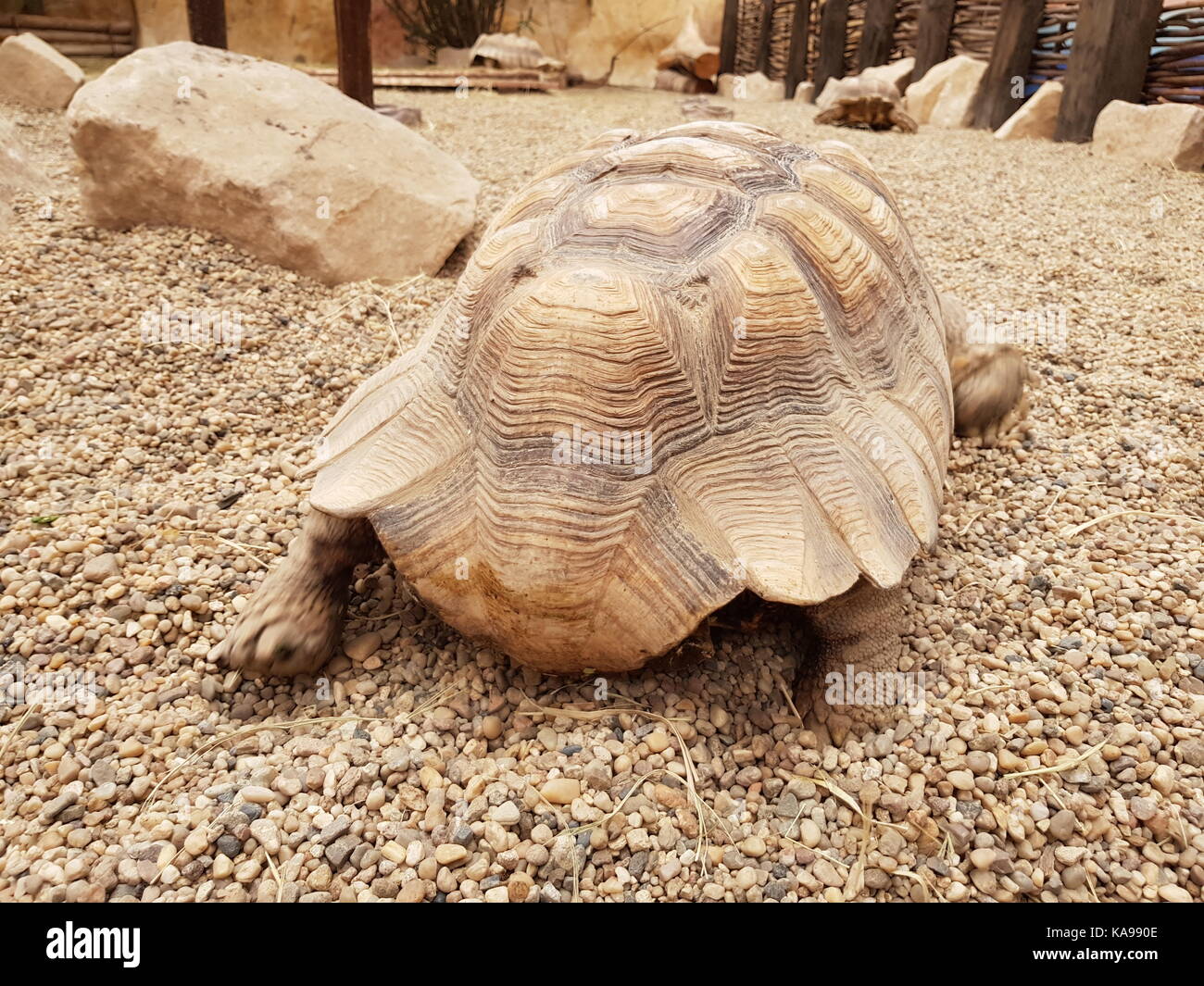 turtle in zoo Stock Photo Alamy