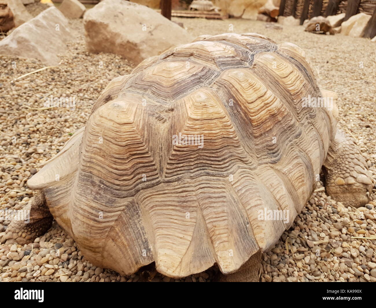 turtle in zoo Stock Photo - Alamy