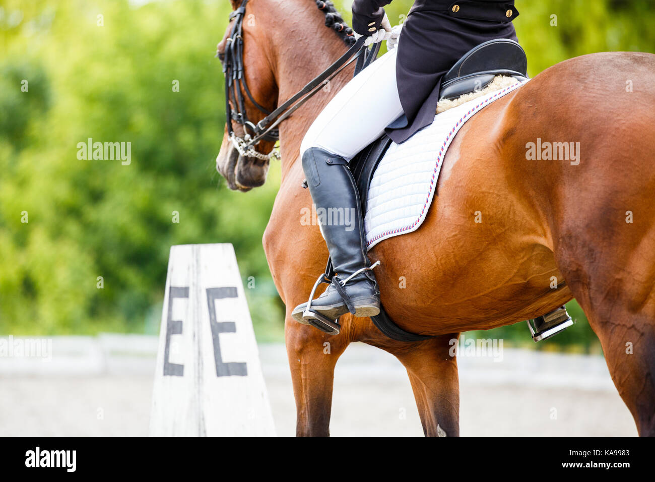 Close up image of horse with rider at dressage equestrian sports