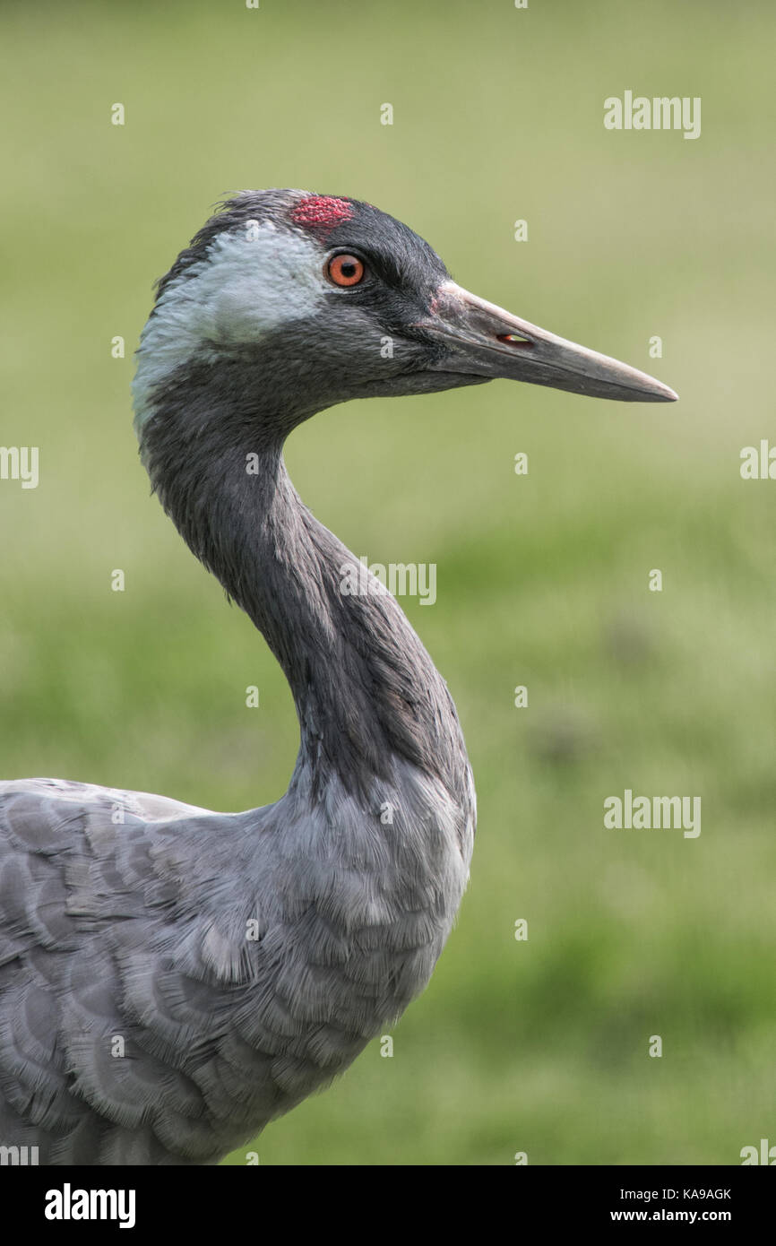three quarter length close up profile portrait of a common crane with a tree background and in upright vertical format Stock Photo