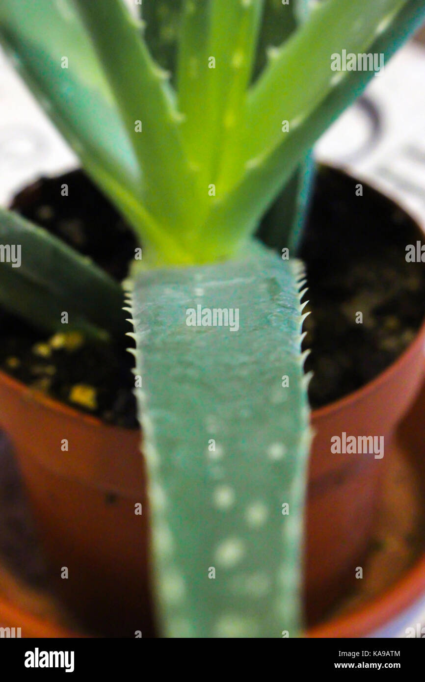 Aloe vera plant indoor closeup Stock Photo Alamy