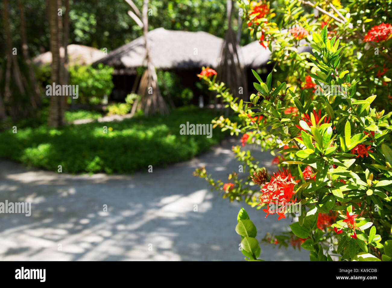 Maldives Resort - brightly coloured flowers and huts, Kuramathi Resort hotel, the Maldives, Asia Stock Photo