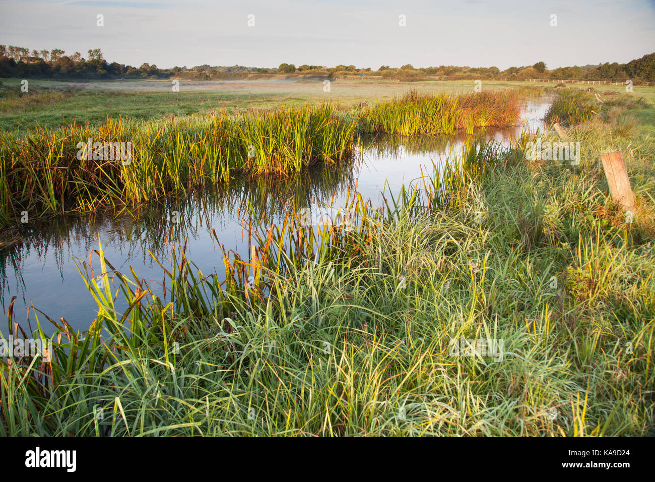 Wareham, Dorset River Piddle / Trent / North River, reeds with misty