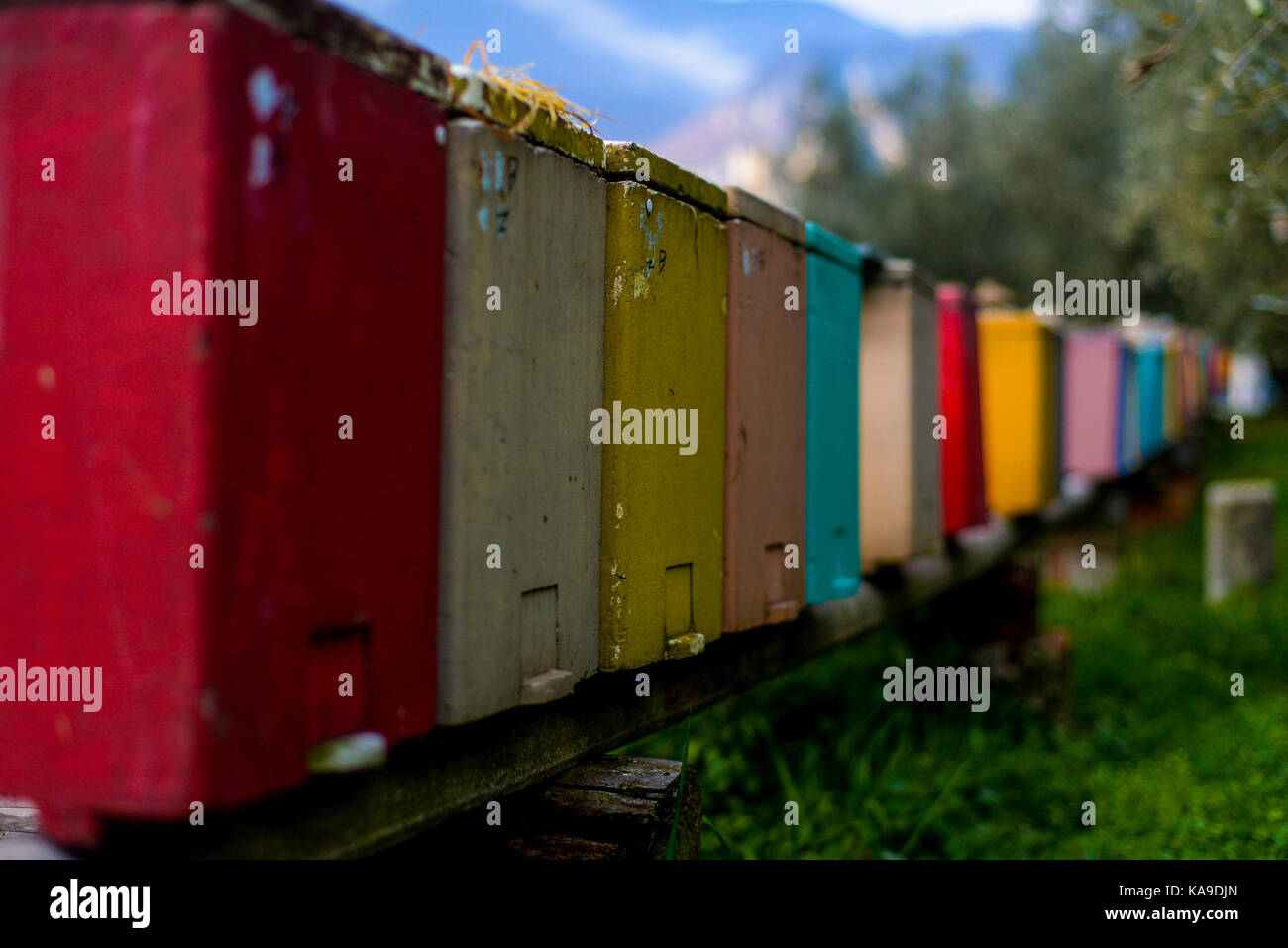 Colorful boxes n the olive groves above Riva del Garda, Italy Stock Photo