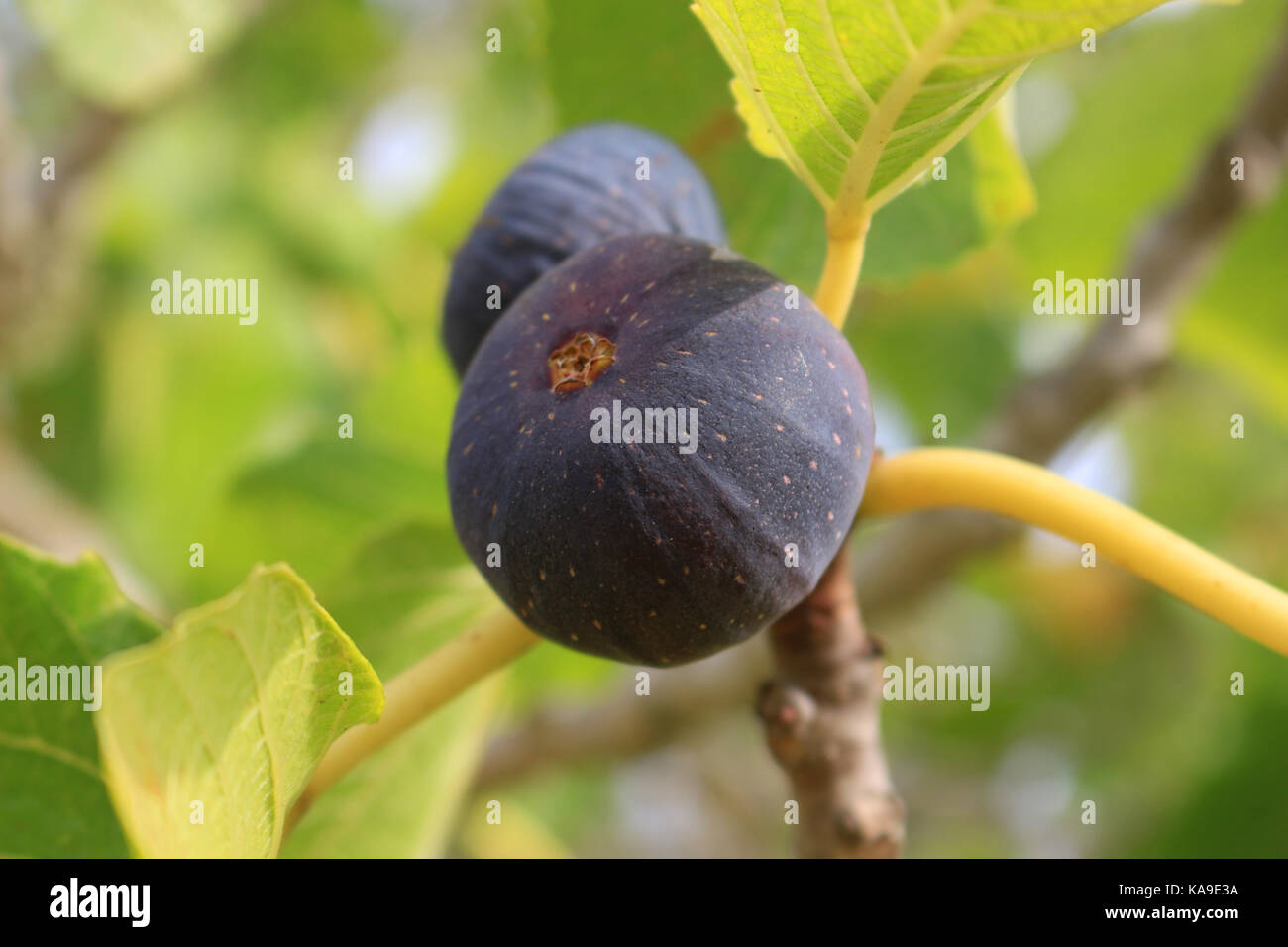 blue figs hanging on a fig tree Stock Photo Alamy
