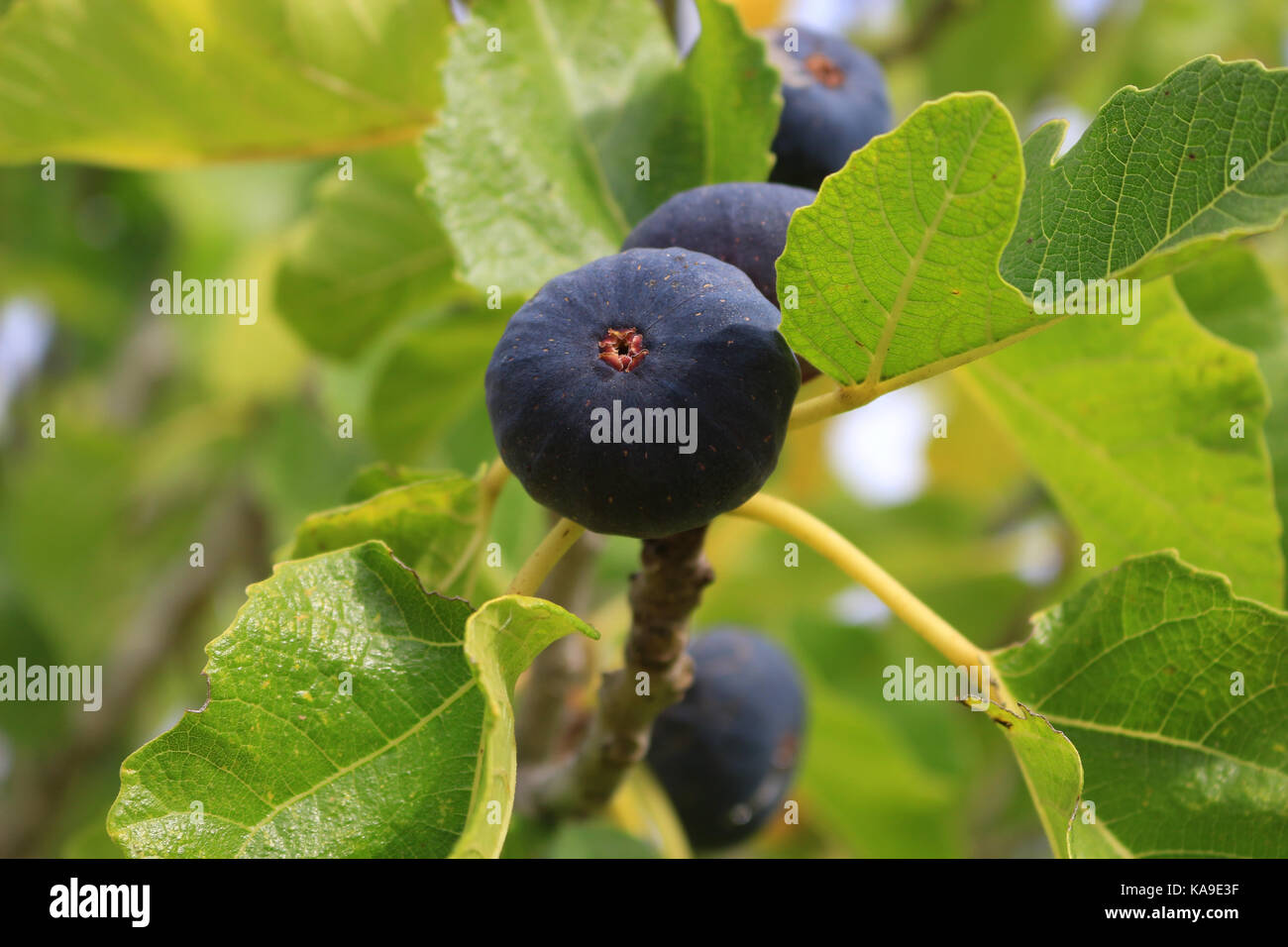 blue figs hanging on a fig tree Stock Photo Alamy