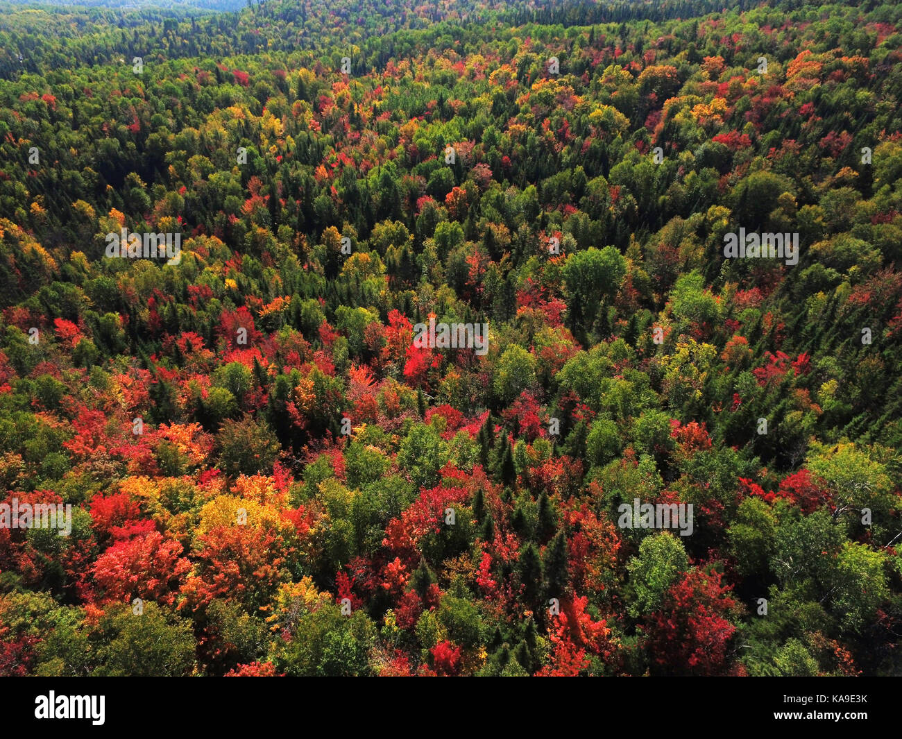 Aerial view of colorful autumn forest Stock Photo - Alamy