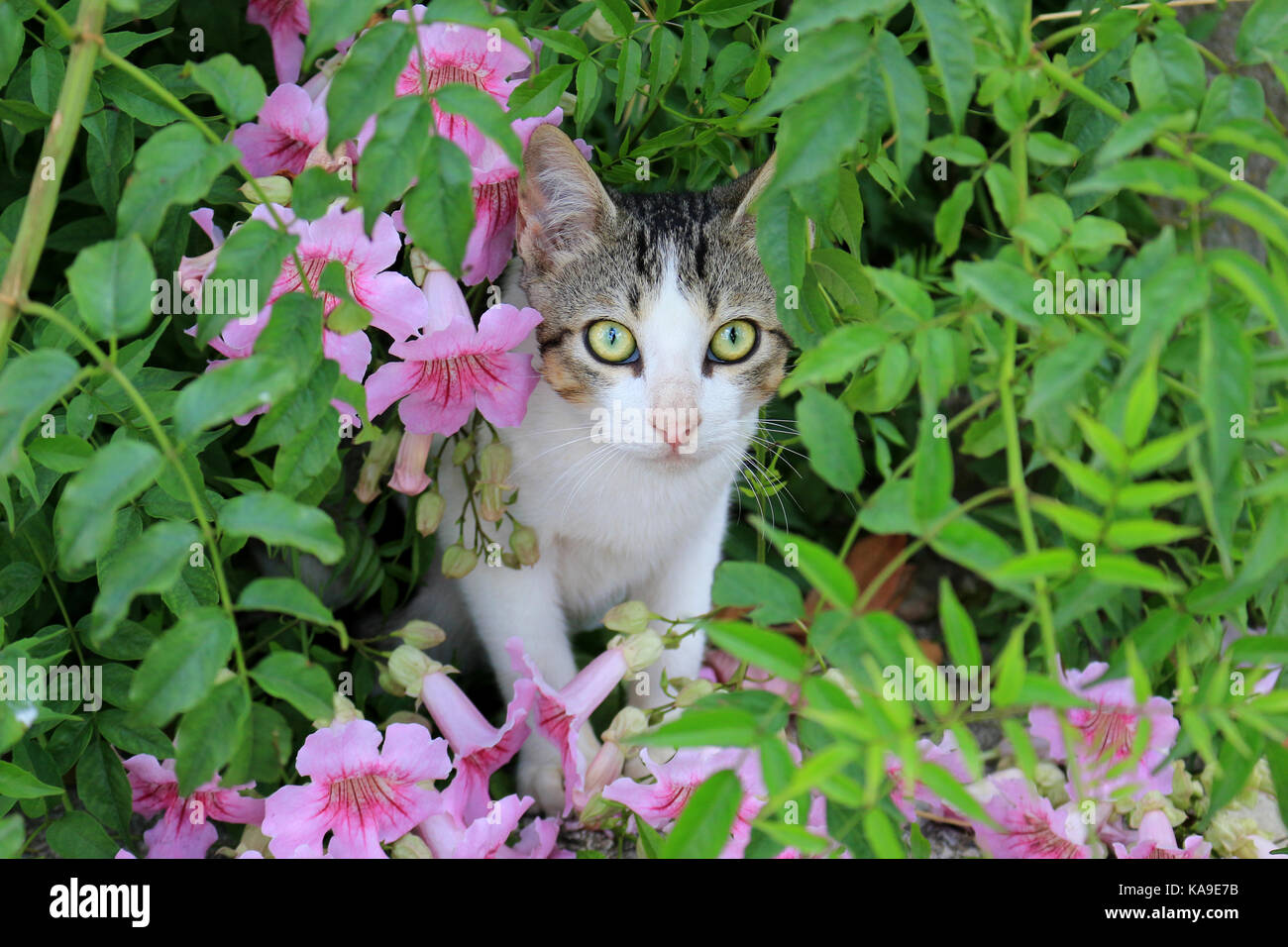 domestic cat, black tabby white, sitting between pink flowers Stock Photo