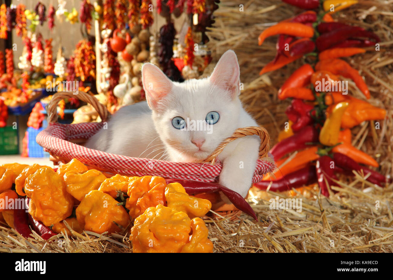 domestic cat, white, blue eyed, lying in a basket between pepperoni garlands Stock Photo