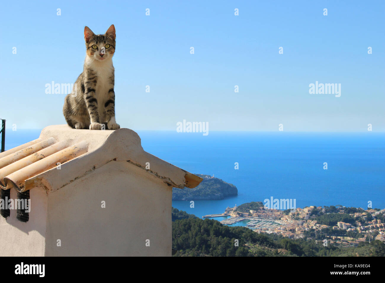 domestic cat, black tabby white, sitting on a chimney in front of the mediterranian sea and the fantastic view of the harbor Port d'Soller Stock Photo