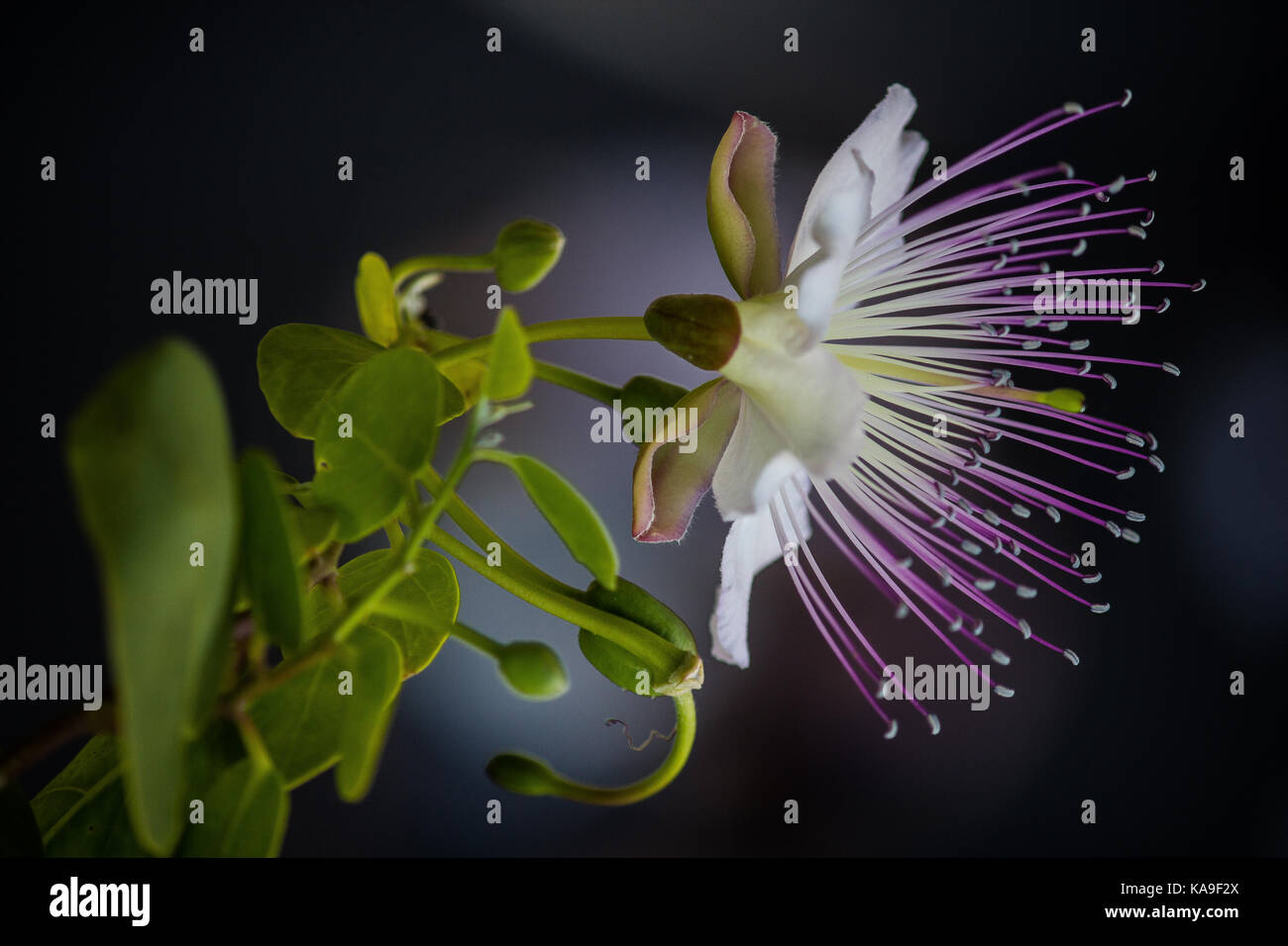 Title: The caper on my windowsill -The caper generates beautiful ephemeral flowers. A few years ago I collected seeds of caper in Rhodes. Stock Photo