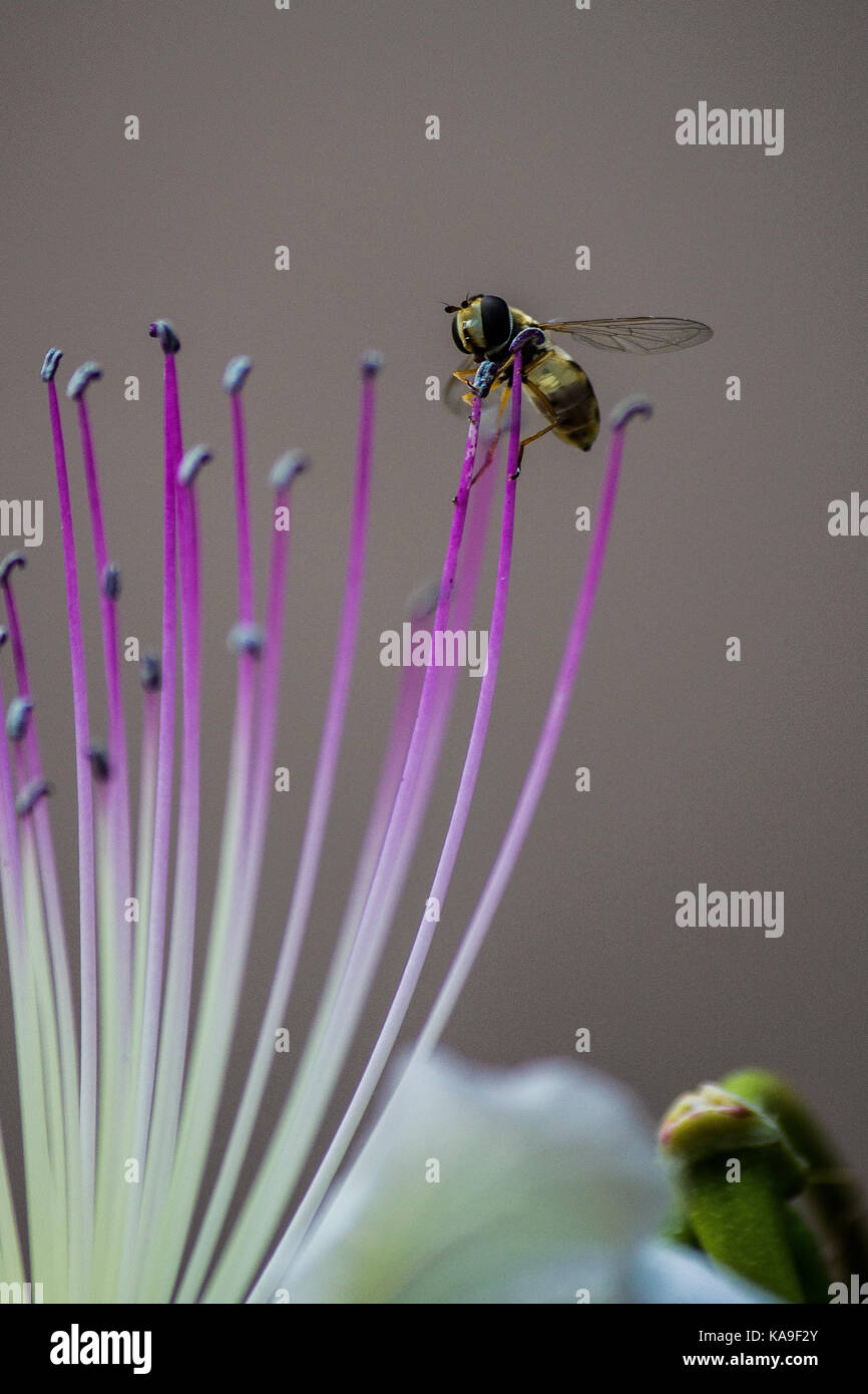 Title:Even the wasp loves my capper flower -The caper generates beautiful ephemeral flowers.  A few years ago I collected seeds of caper in Rhodes. Stock Photo