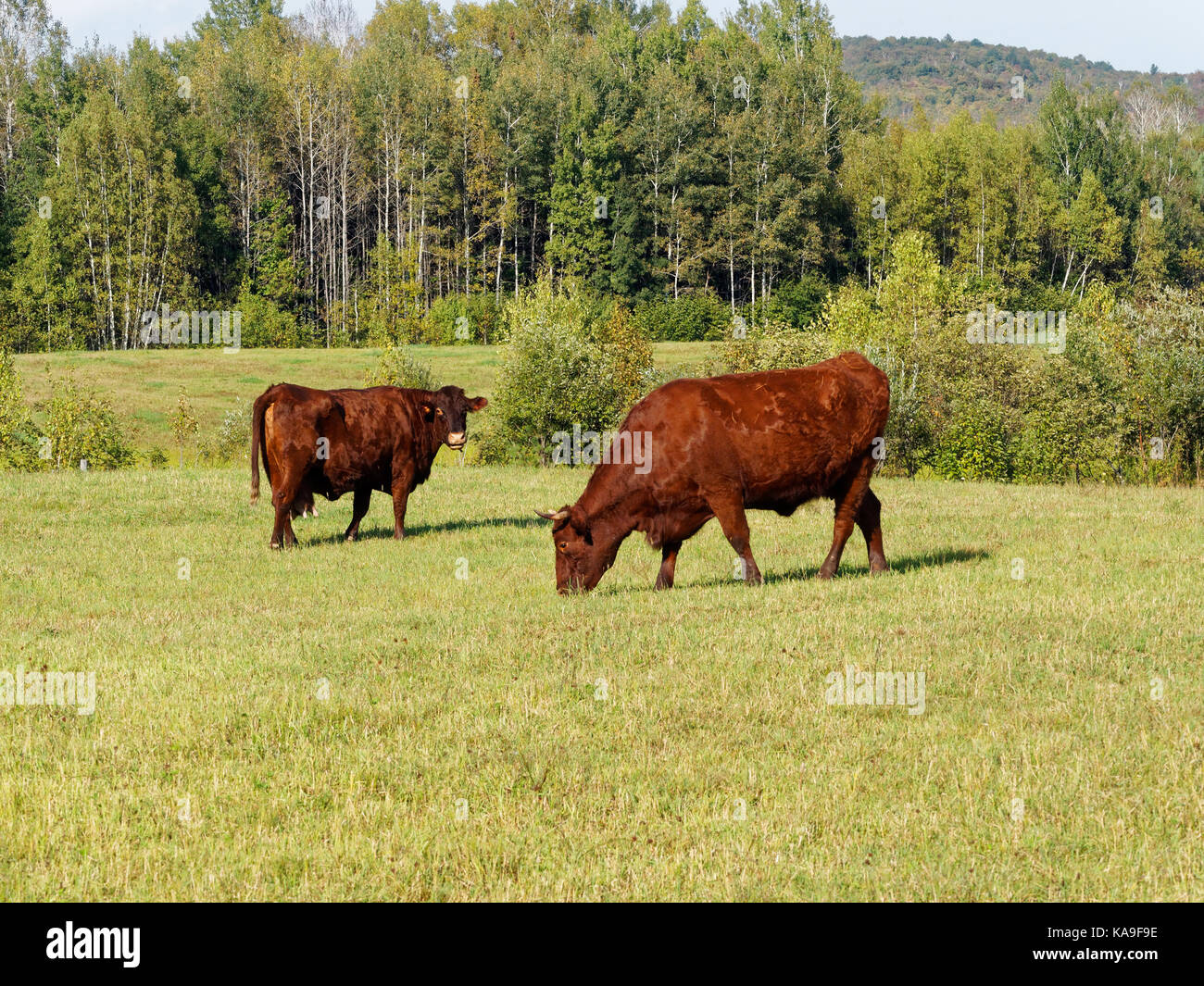Vache Quebec Quebec,Canada. Cattle grazing in a field Stock Photo - Alamy