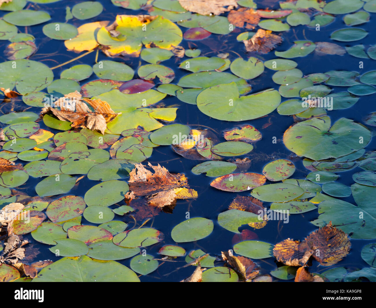 Quebec,Canada. Lily pads in the fall Stock Photo Alamy