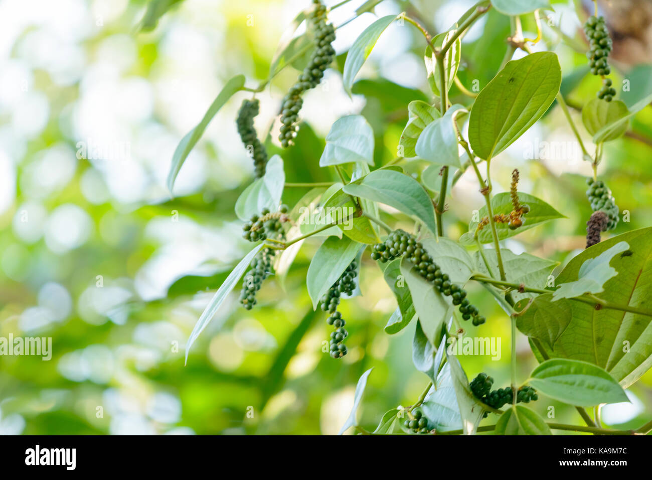 Pepper plant with peppercorns in farm Stock Photo Alamy