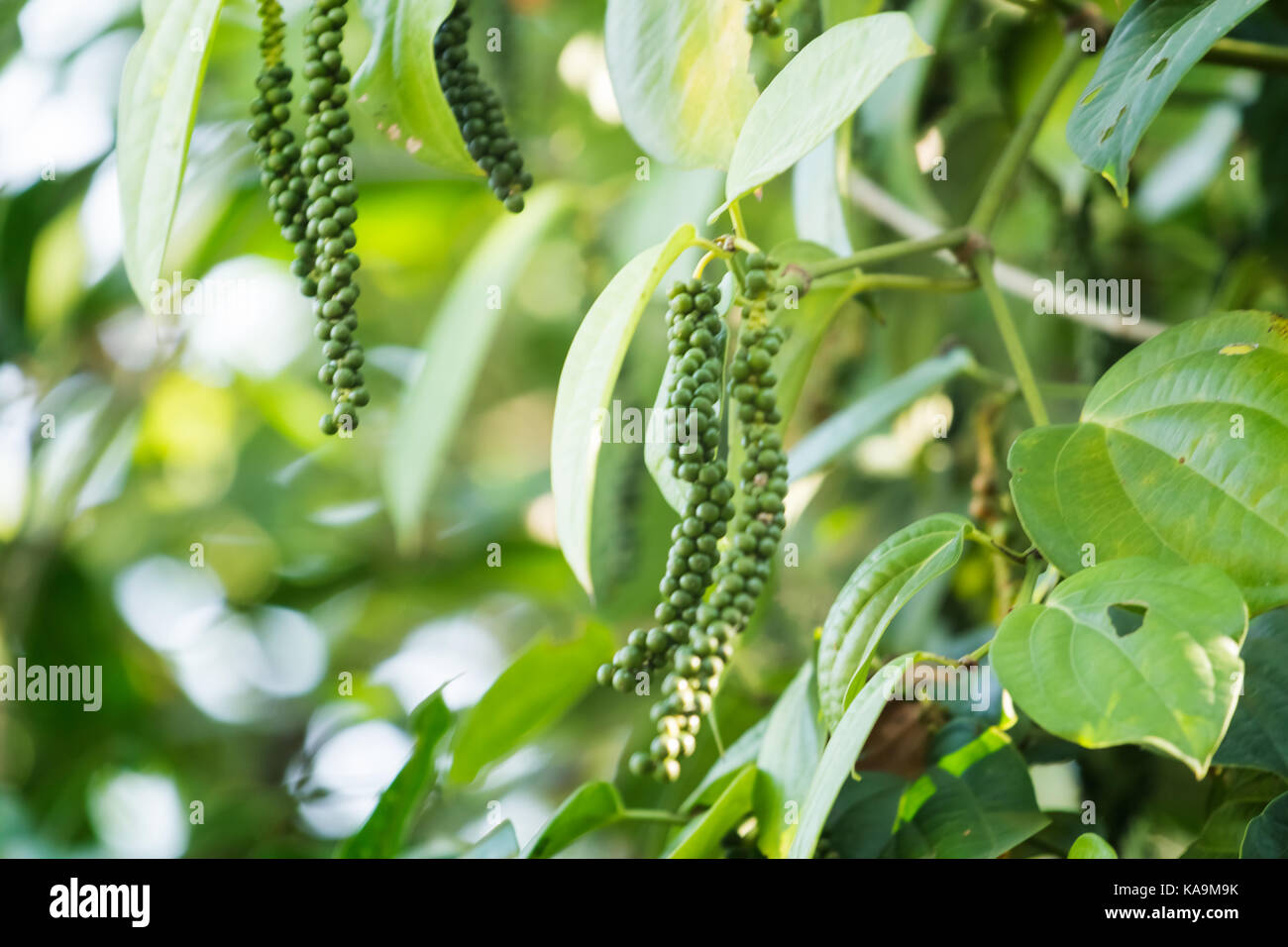 Pepper plant with peppercorns in farm Stock Photo Alamy