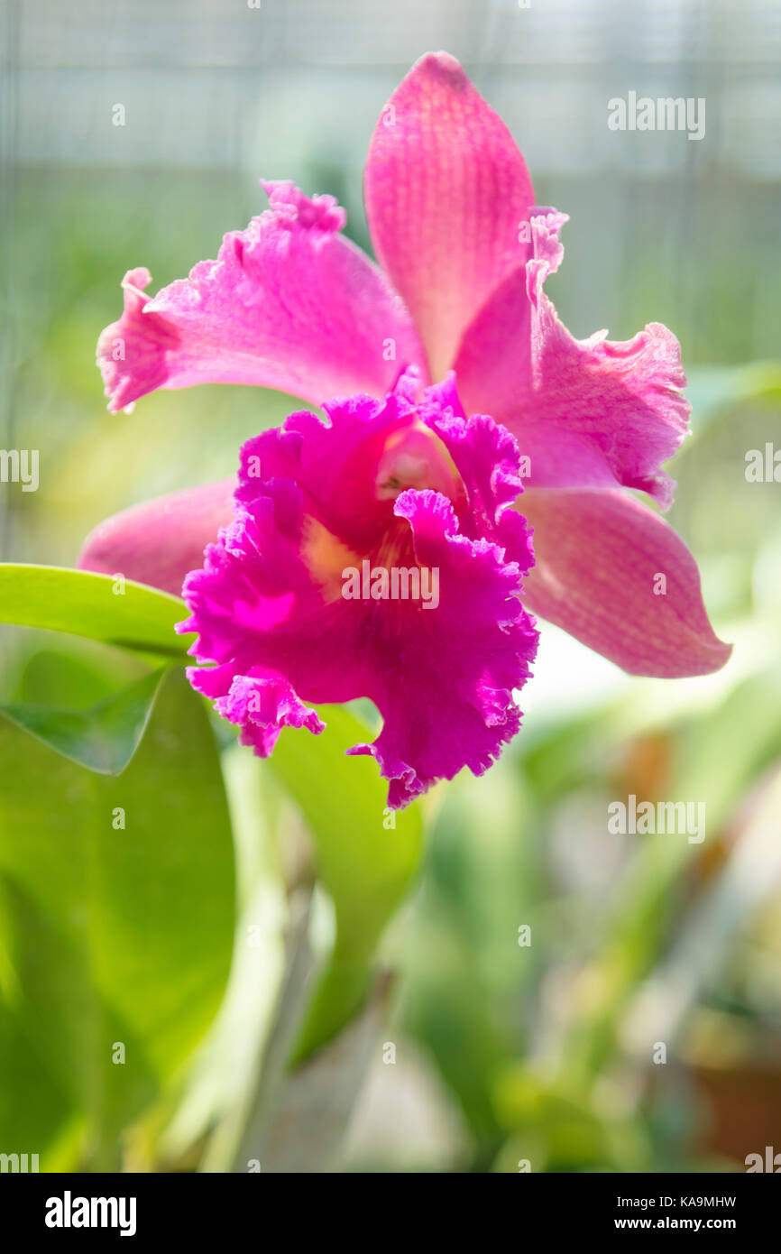 Violet cattleya orchid flower Stock Photo