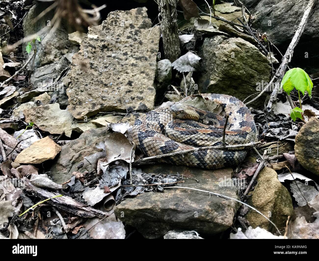 A coiled Timber Rattlesnake in Kansas City, Missouri, USA Stock Photo