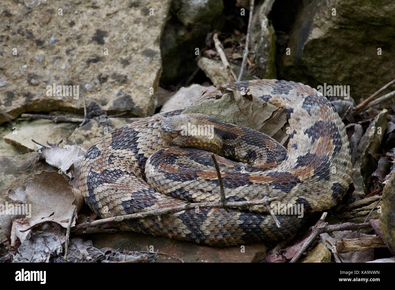 A coiled Timber Rattlesnake in Kansas City, Missouri, USA Stock Photo