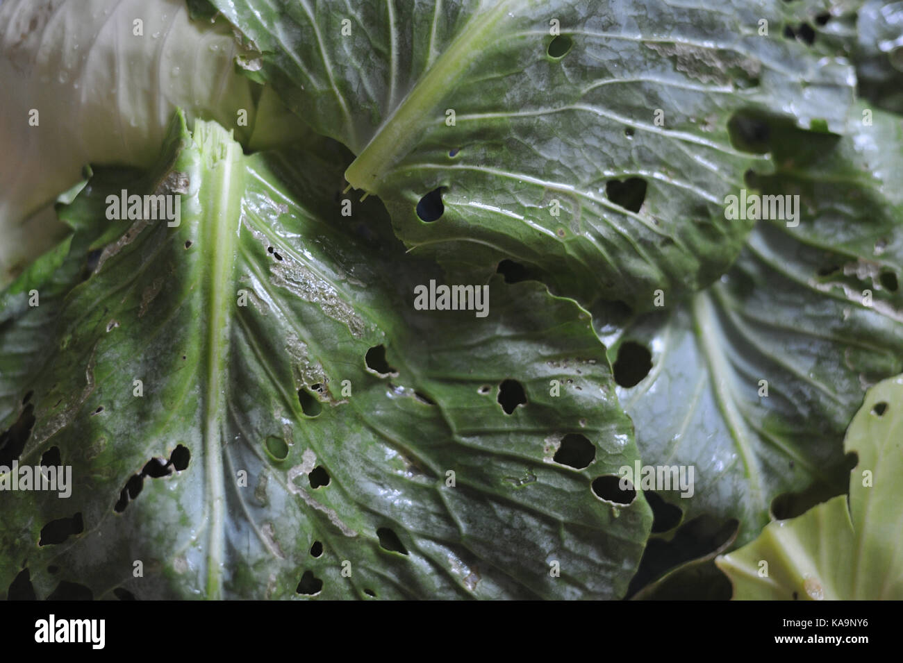 Cabbage leaves eaten by pests closeup Stock Photo Alamy