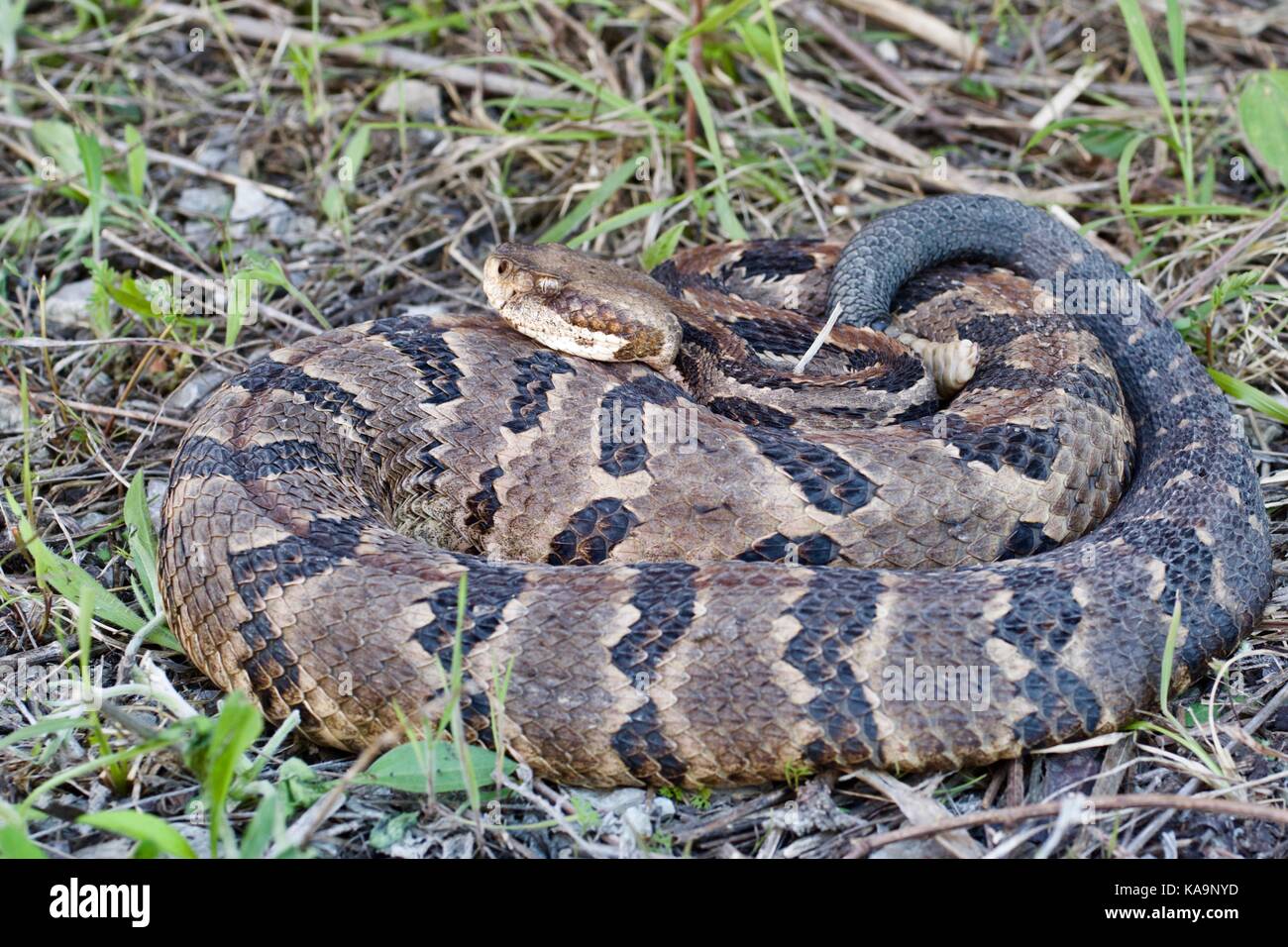 A coiled Timber Rattlesnake in Kansas City, Missouri, USA Stock Photo