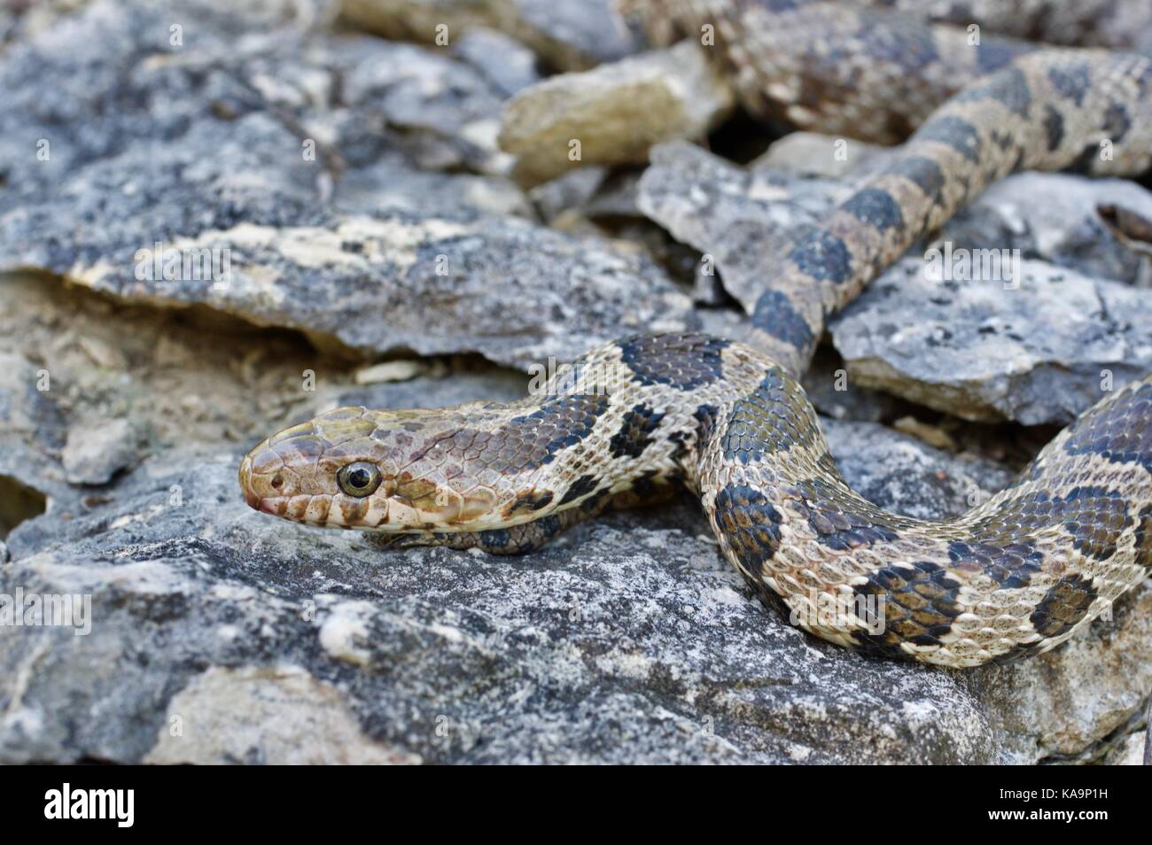 A Western Foxsnake (Pantherophis ramspotti) coiled on rocks in Benton County, Iowa, USA Stock Photo