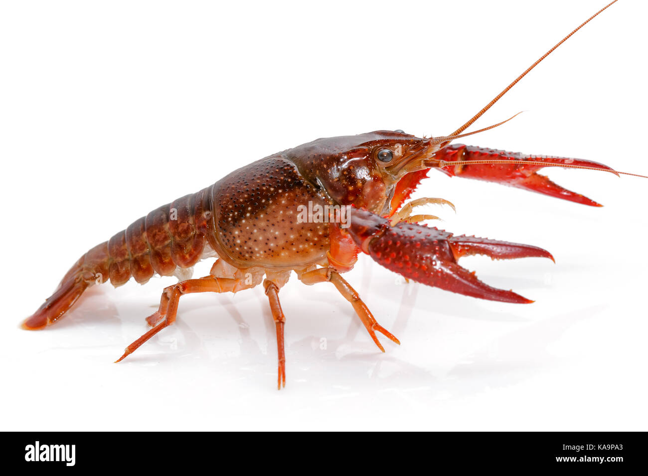 Crayfish Procambarus Clarkii Ghost on white background Stock Photo Alamy