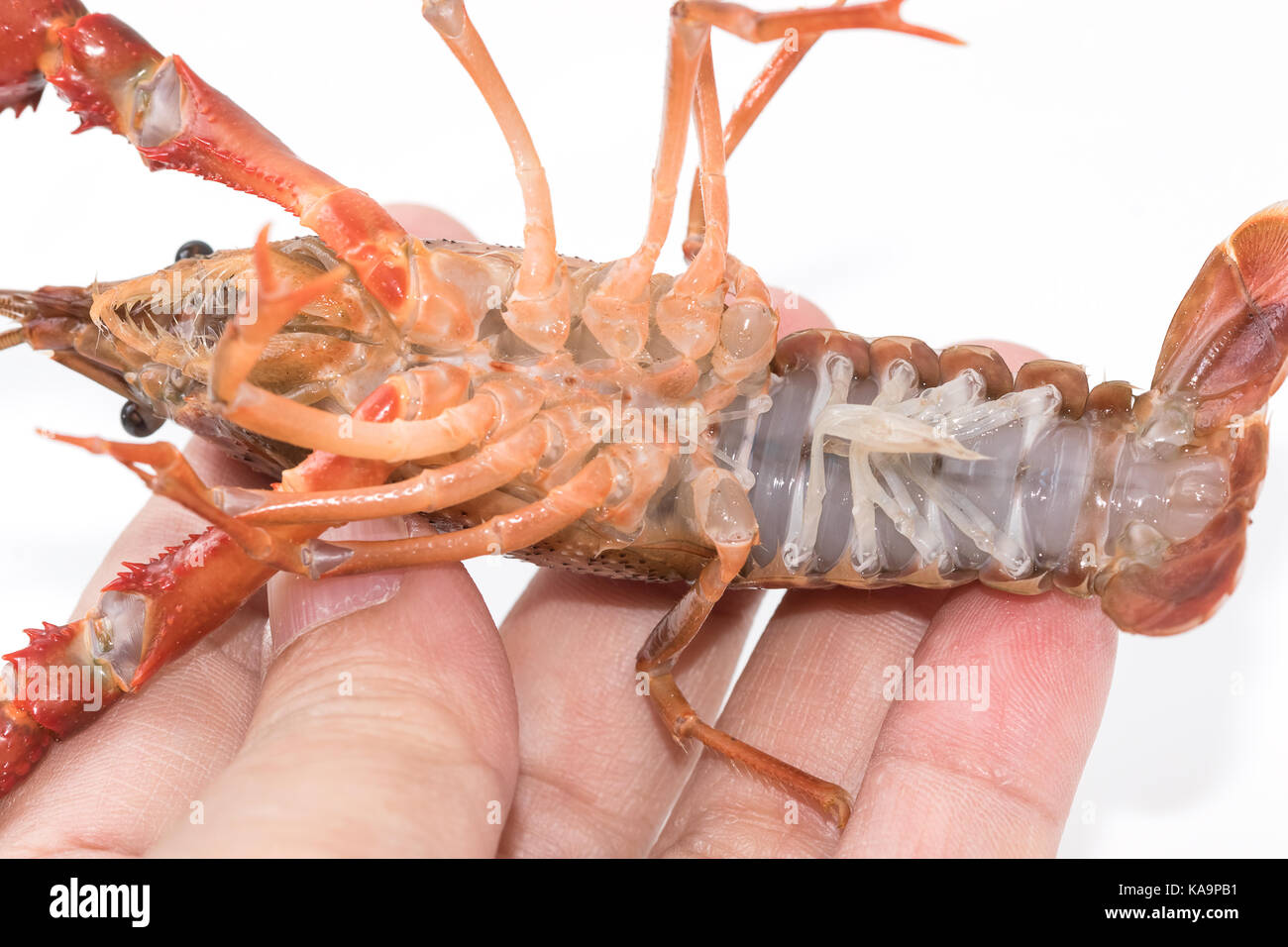 Yabbie hi-res stock photography and images - Alamy