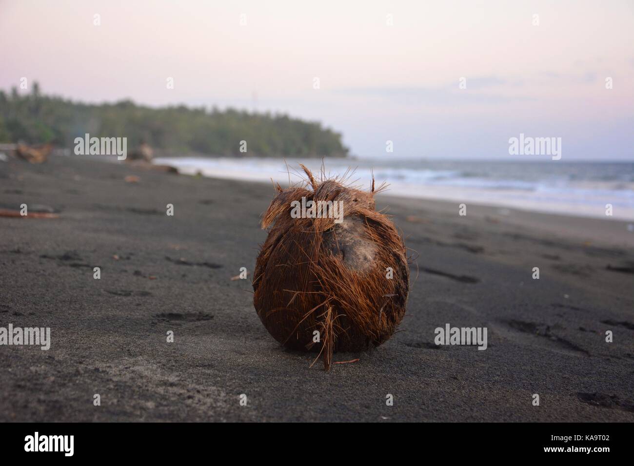 Coconut on a beach with black sand in Bali Stock Photo Alamy