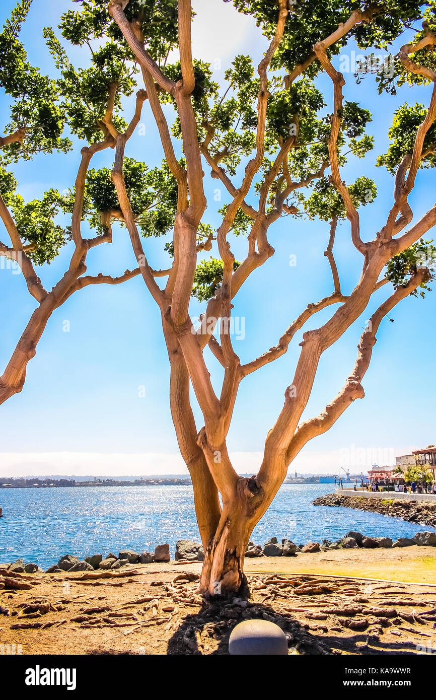 SAN DIEGO - JULY 13, 2016 - A lone tree on July 13, 2016, in San Diego Bay. Stock Photo