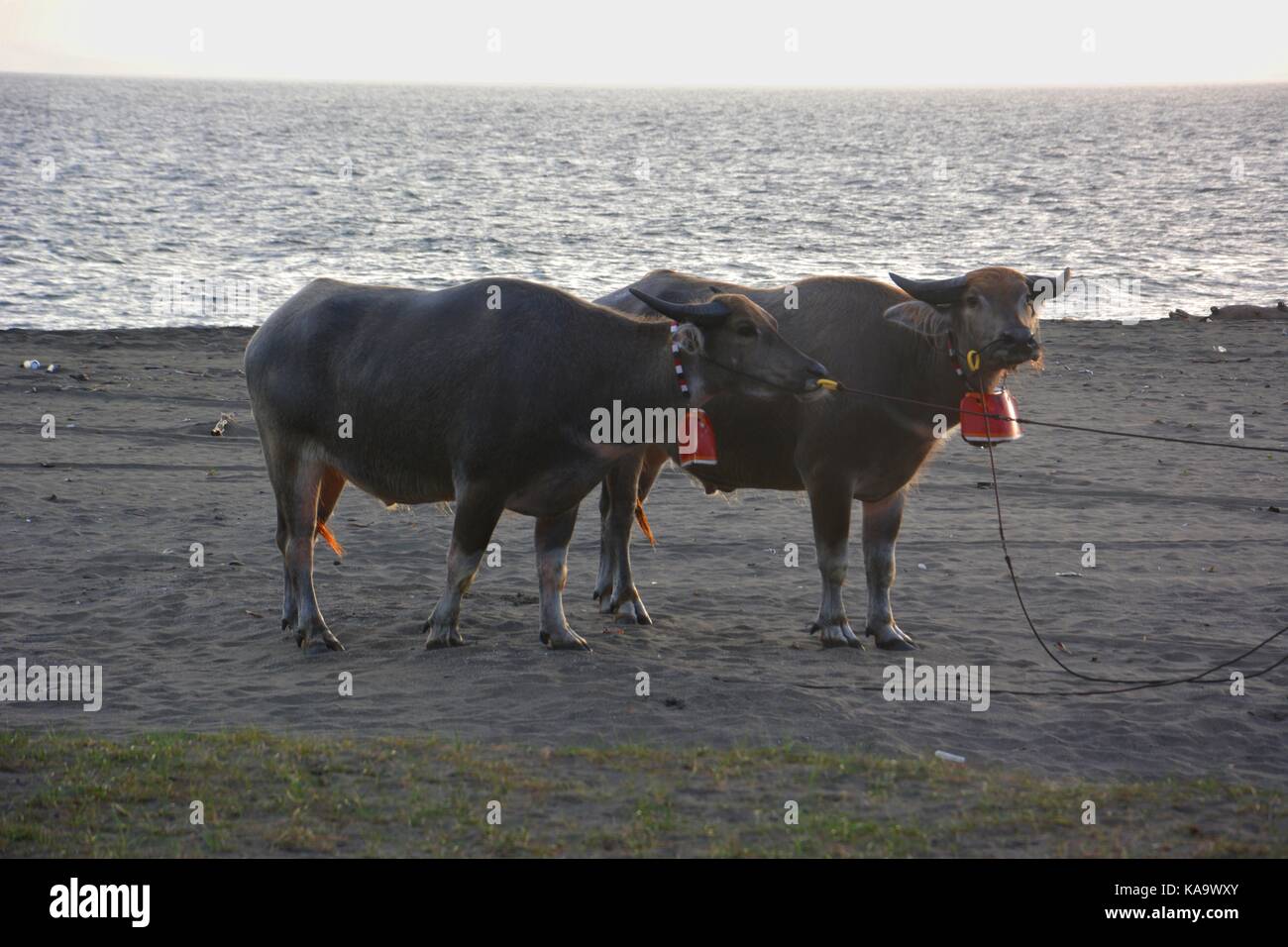 Two balinese cows on a beach in Melaya, Bali Stock Photo
