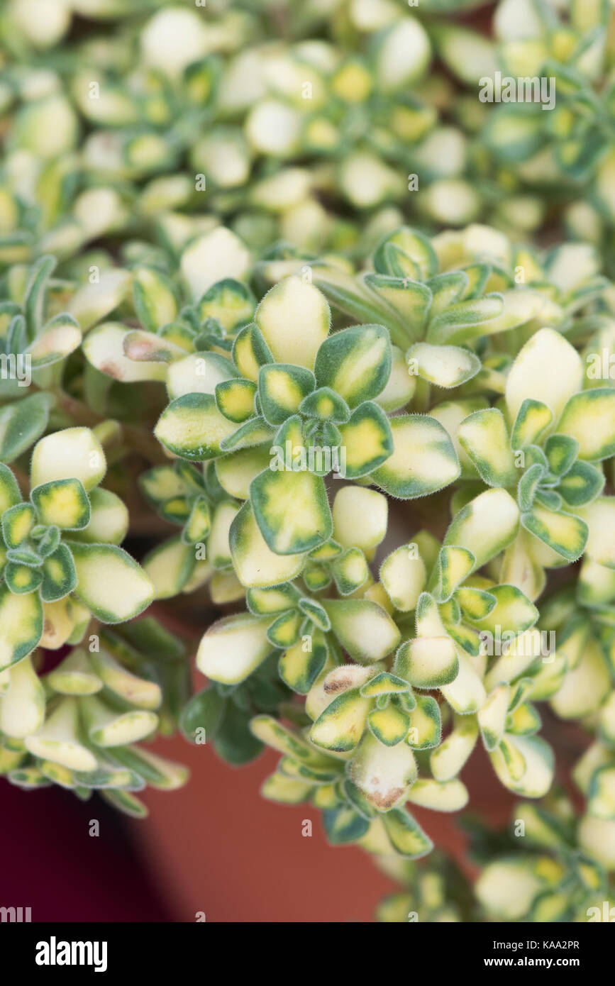 Aeonium domesticum variegata hi-res stock photography and images - Alamy