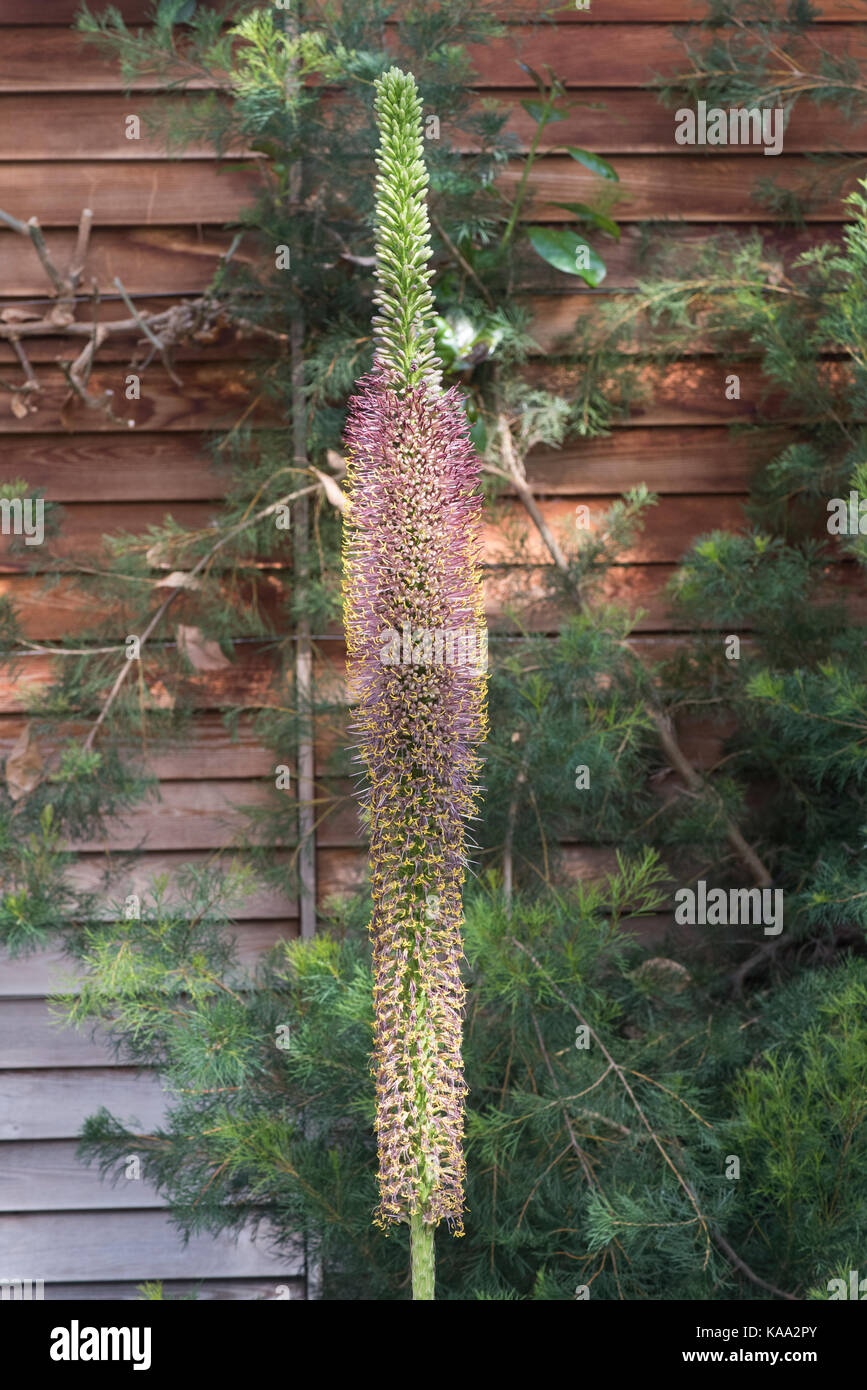 Agave filifera, Thread leaf Agave flower spike in the glasshouse at RHS  Wisley gardens, Surrey. UK Stock Photo - Alamy