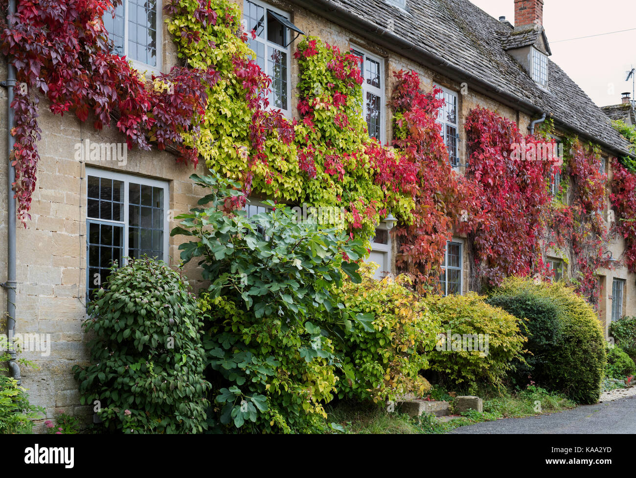 Autumnal Virginia Creeper / American ivy on a house in Bledington, Cotswolds, Gloucestershire, England Stock Photo