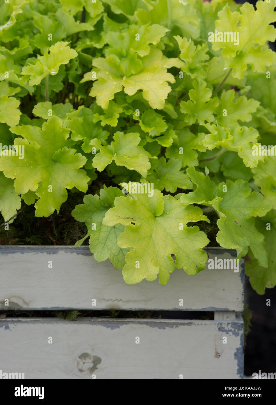 Heuchera ‘Lime Marmalade'. Coral bells. Alum root ‘Lime Marmalade' in a wooden crate planter. UK Stock Photo